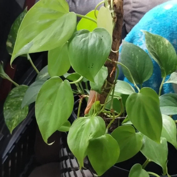 Live plants! Beautiful Cuttings Variety 5 healthy Miscellaneous unrooted - Picture 3 of 11